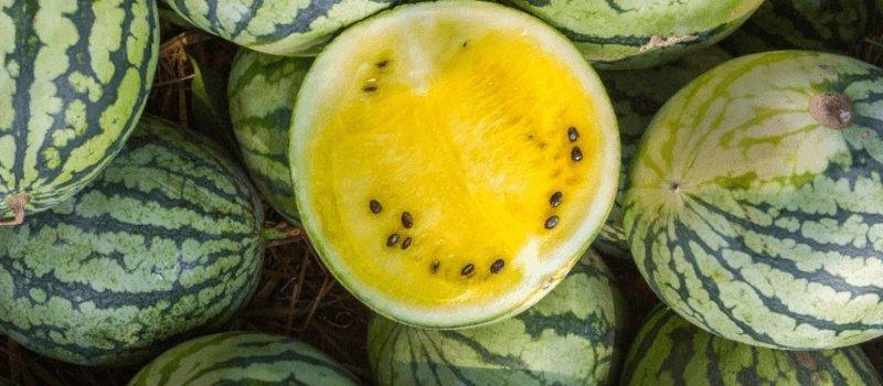 Skin Benefits of Kalahari Melon Oil - Skin Alchemy