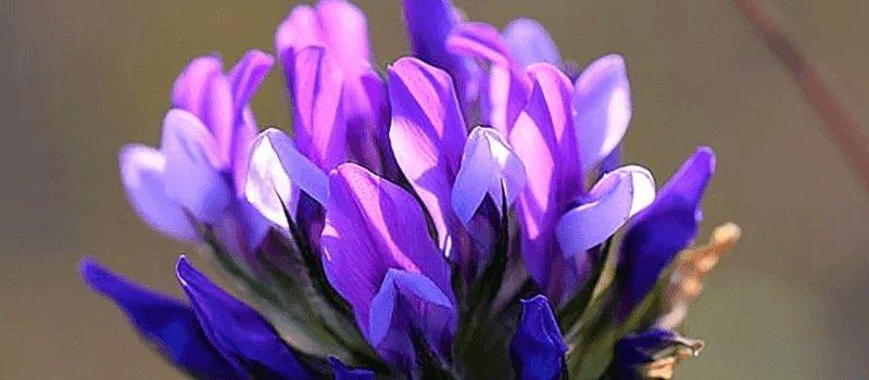 What is Bakuchiol: The Natural Retinol Alternative