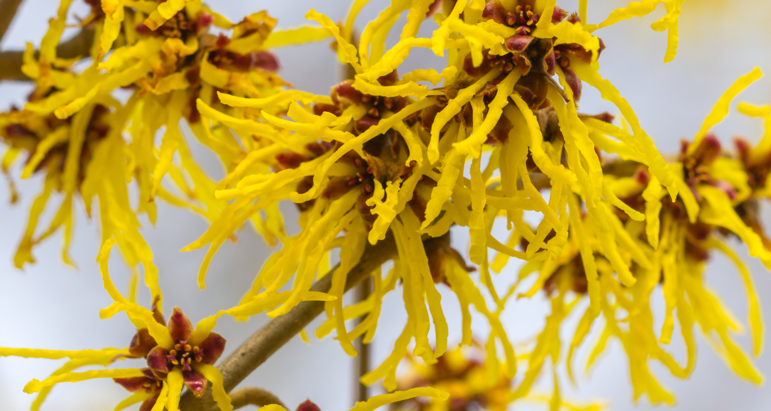 Benefits of Witch Hazel for Skin: The Truth About Oil Control, Acne, and Choosing the Right Type - Skin Alchemy