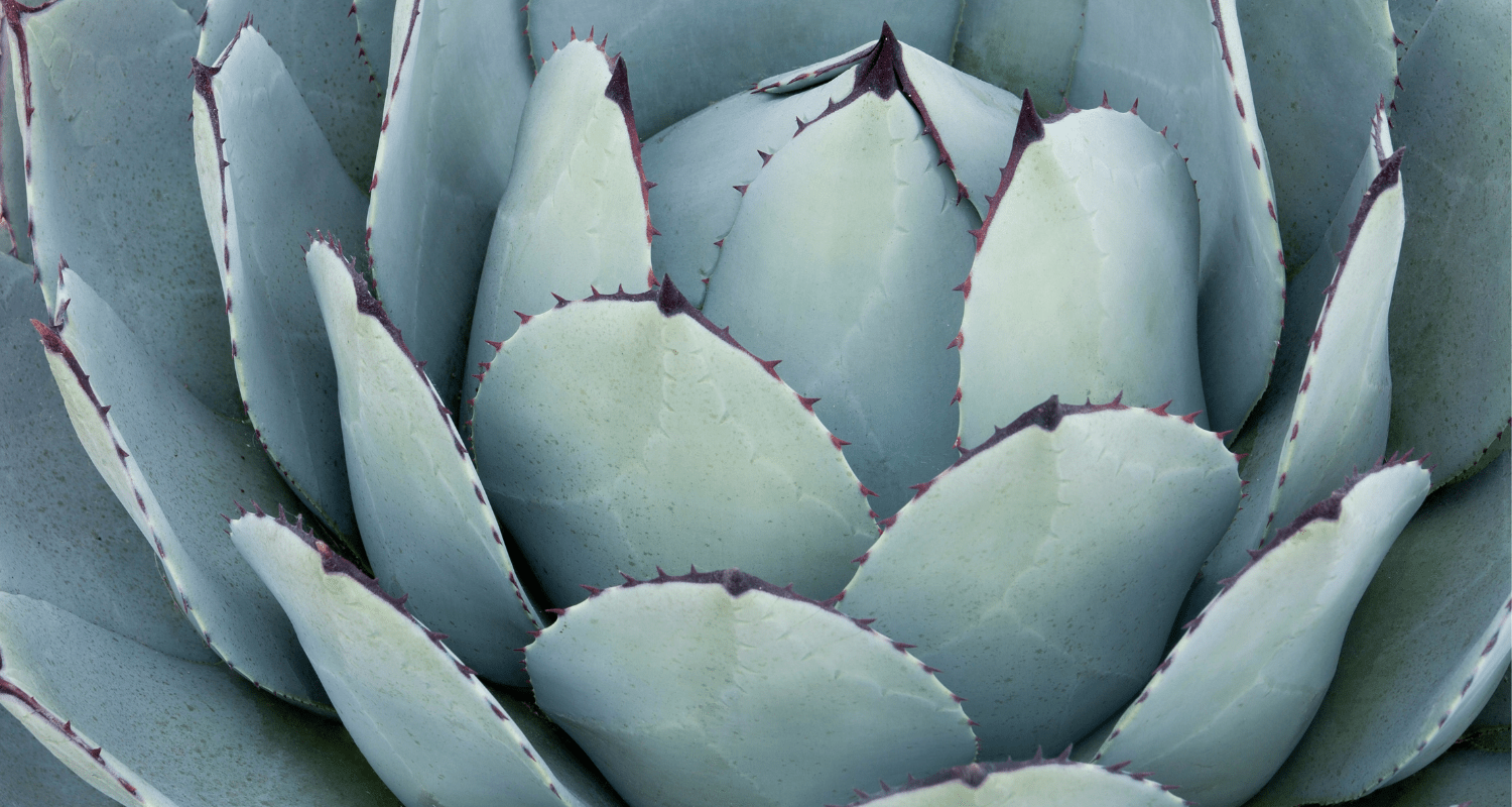 Plant Based Skincare Ingredients: Actives for Healthy Skin - Skin Alchemy