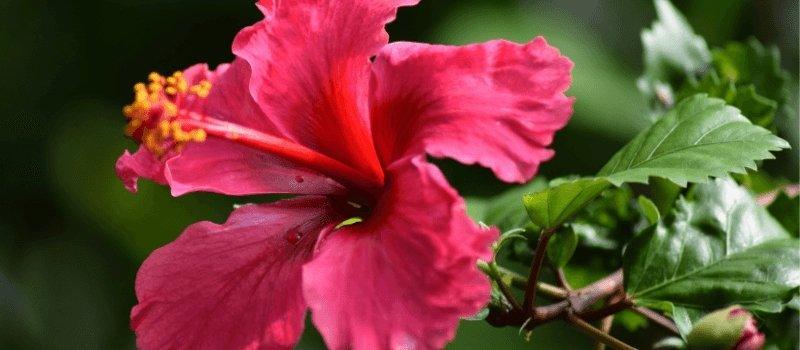 Skin Benefits of Hibiscus: Mother Nature's Botox - Skin Alchemy