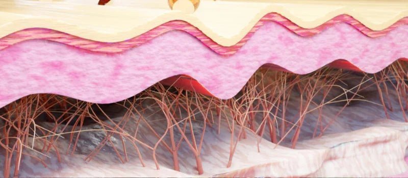 Unveiling the Fountain of Youth: The Significance of Collagen in Skin Aging - Skin Alchemy