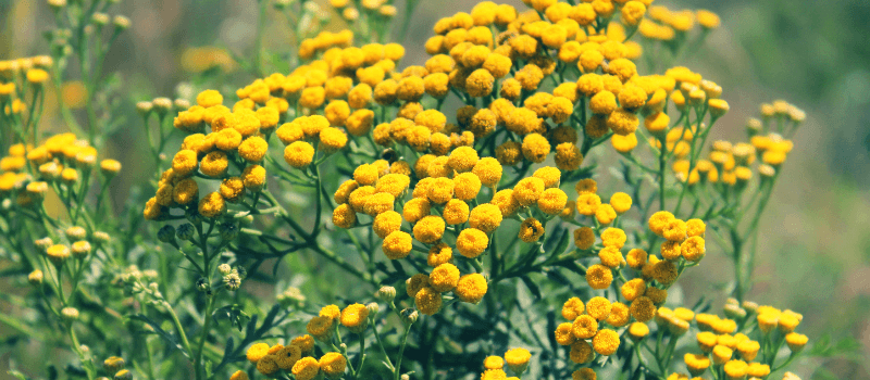 What Is Blue Tansy? The Calming Blue Botanical Your Skin Will Love - Skin Alchemy