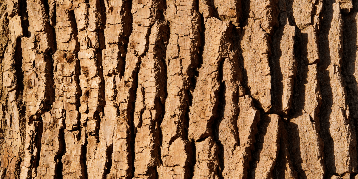 Willow Bark Extract for Skin: The Natural Solution to Clear Skin - Skin Alchemy