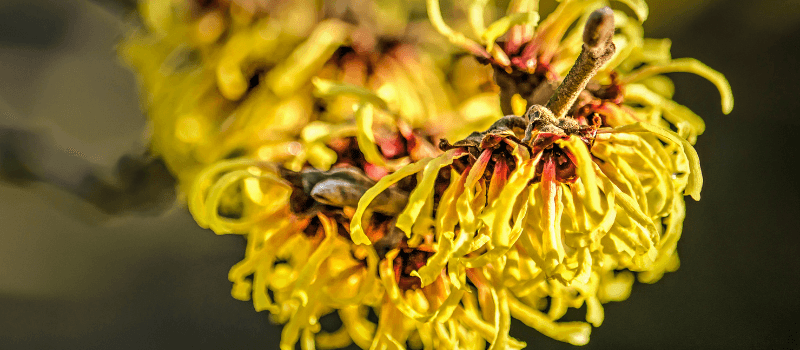 Witch-Hazel Blue Haven Holistics