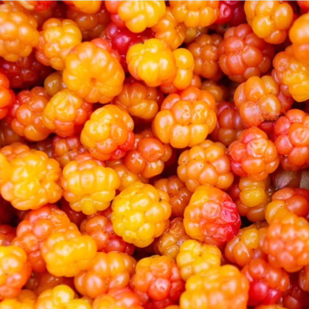 Close-up of a pile of arctic berries