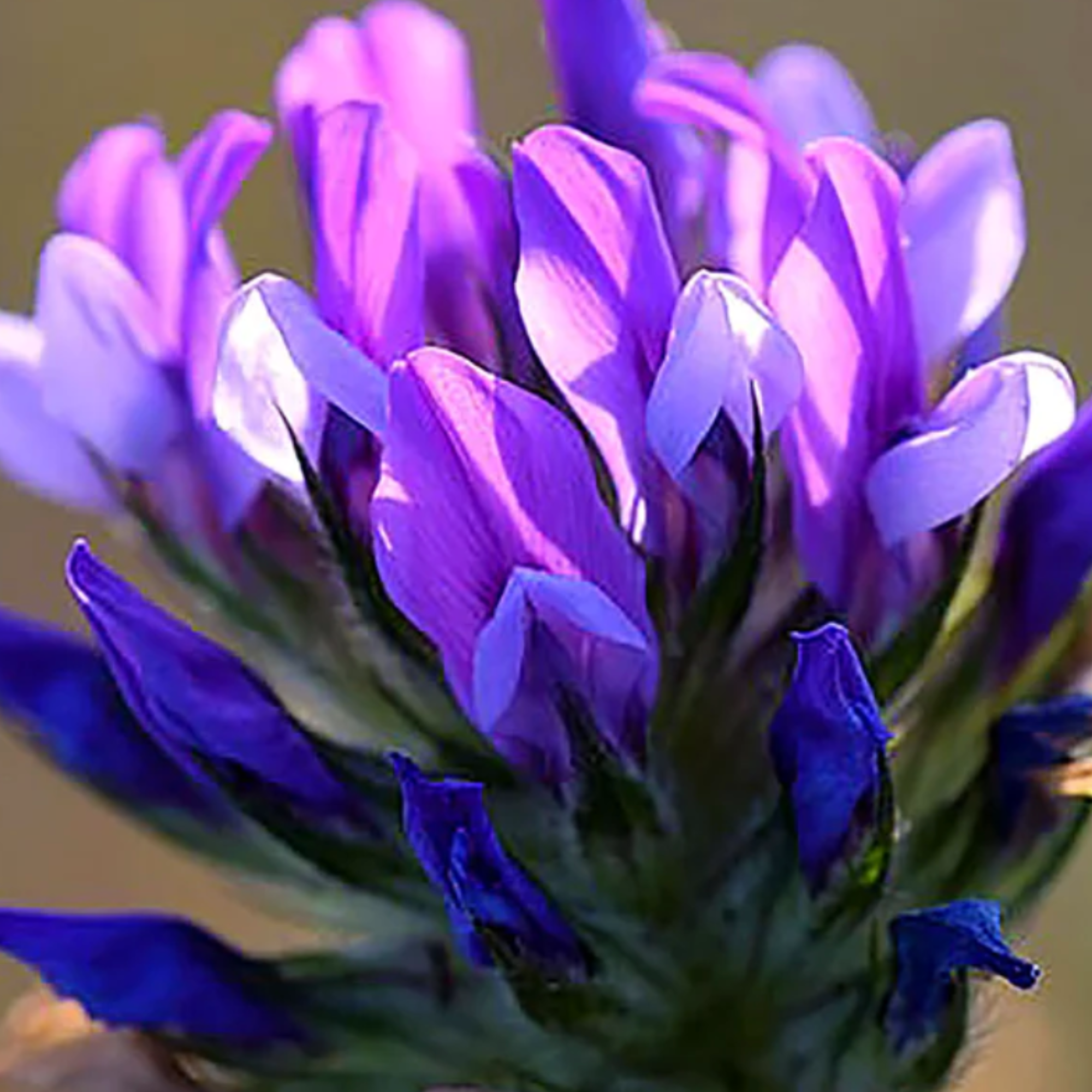 Close-up of purple and blue flowers with a blurred background
