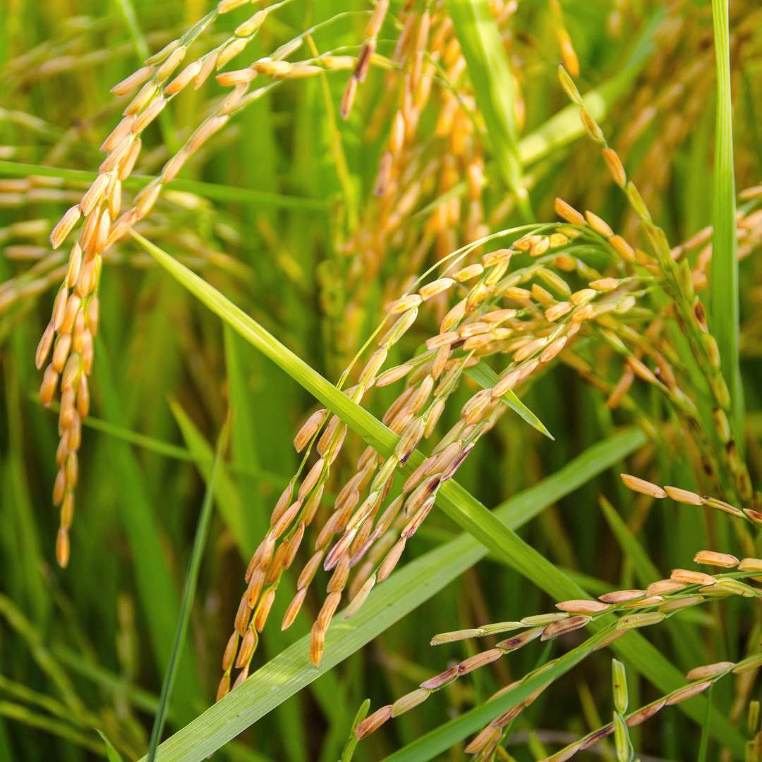 Close-up of rice plants with green leaves and yellowish-brown grains.