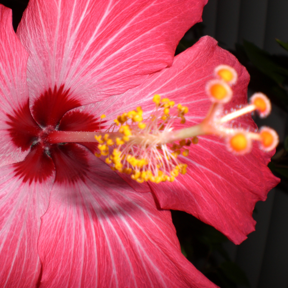 Close-up of a pink flower with yellow stamens on a dark background