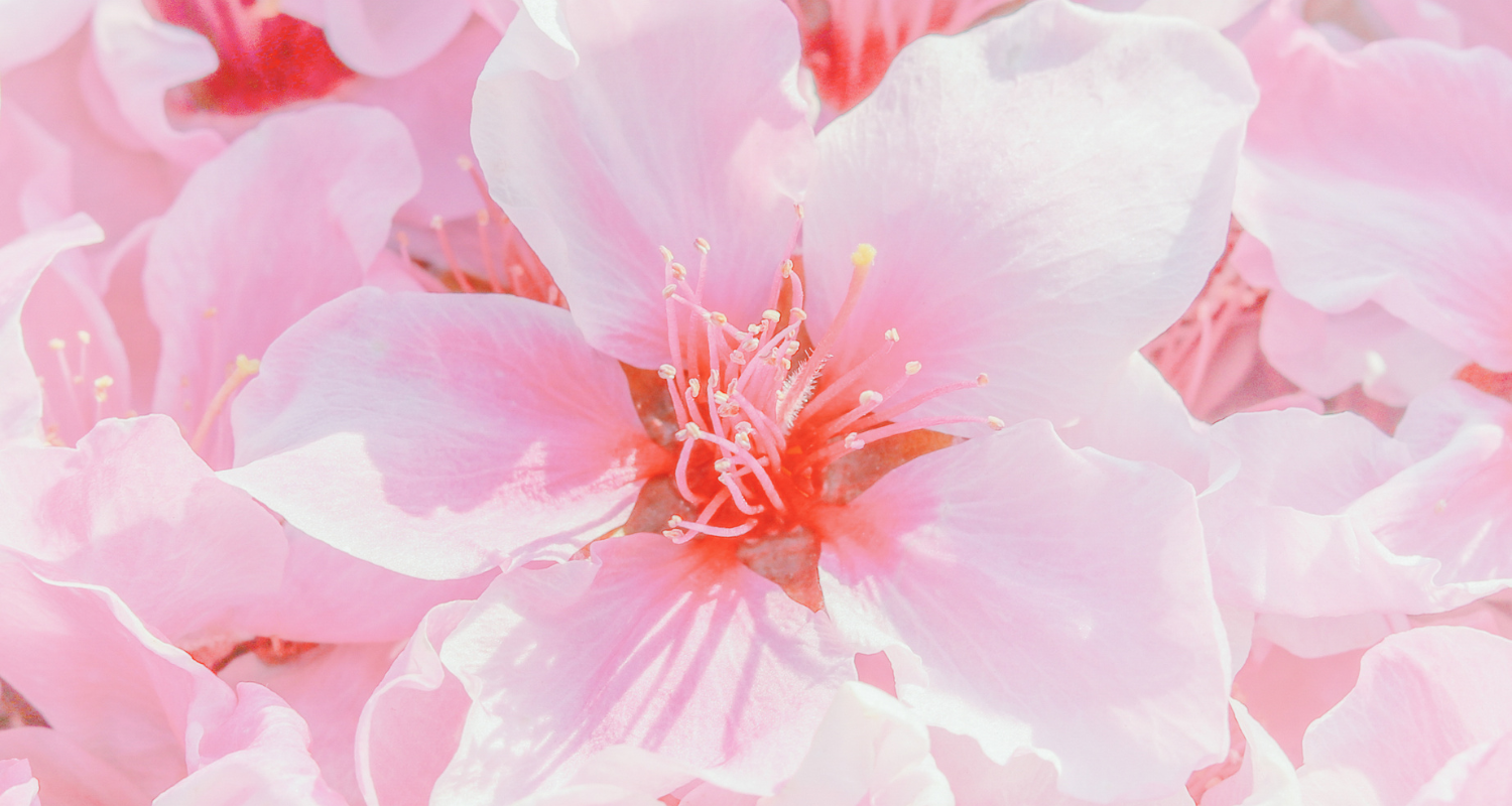 Close-up of a pink flower with a soft focus background
