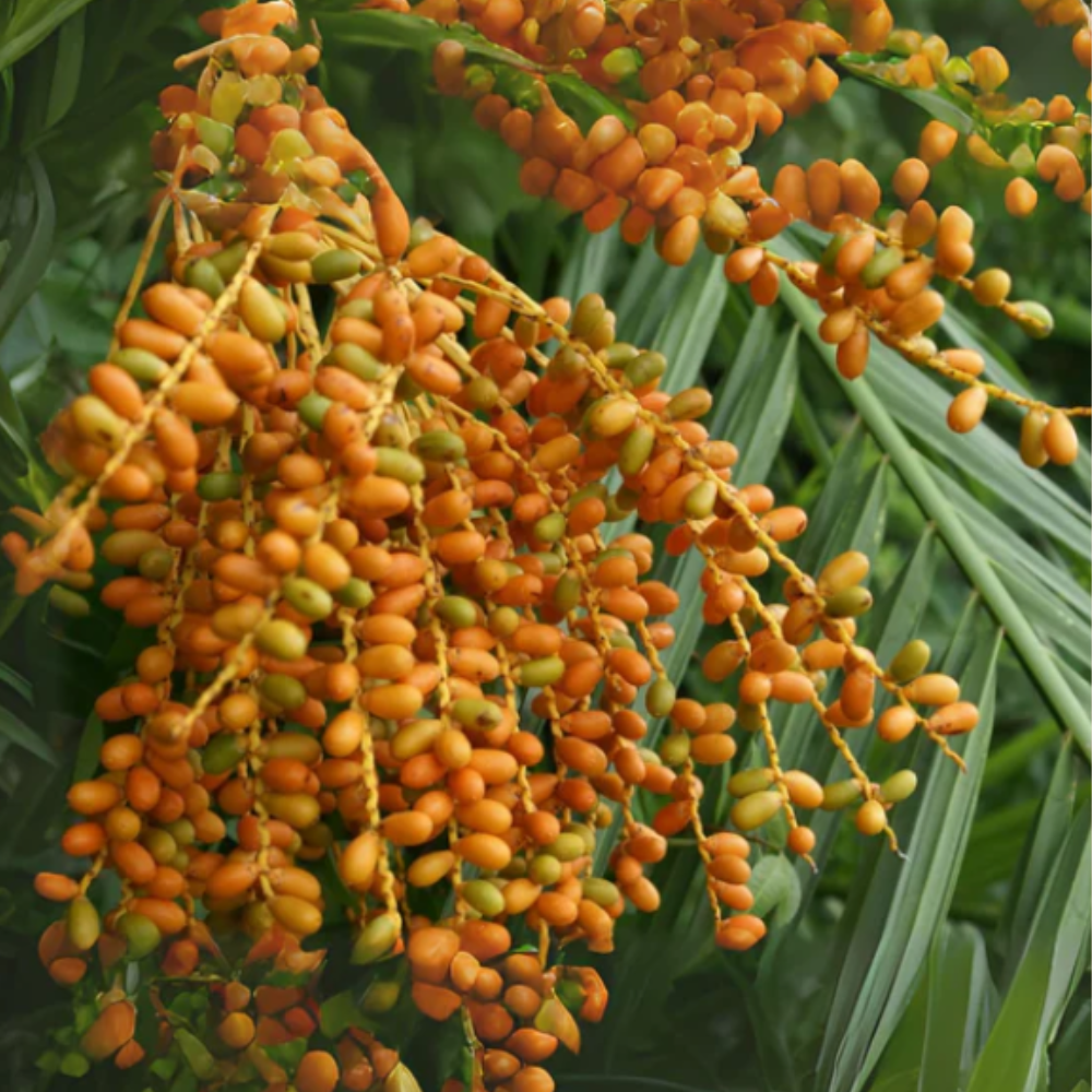 Close-up of orange fruits hanging from a palm tree with green leaves in the background