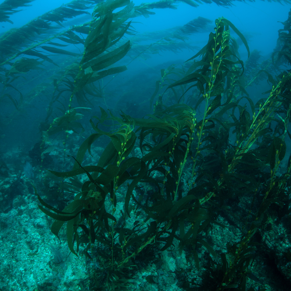 Underwater scene with kelp and fish in a blue ocean.