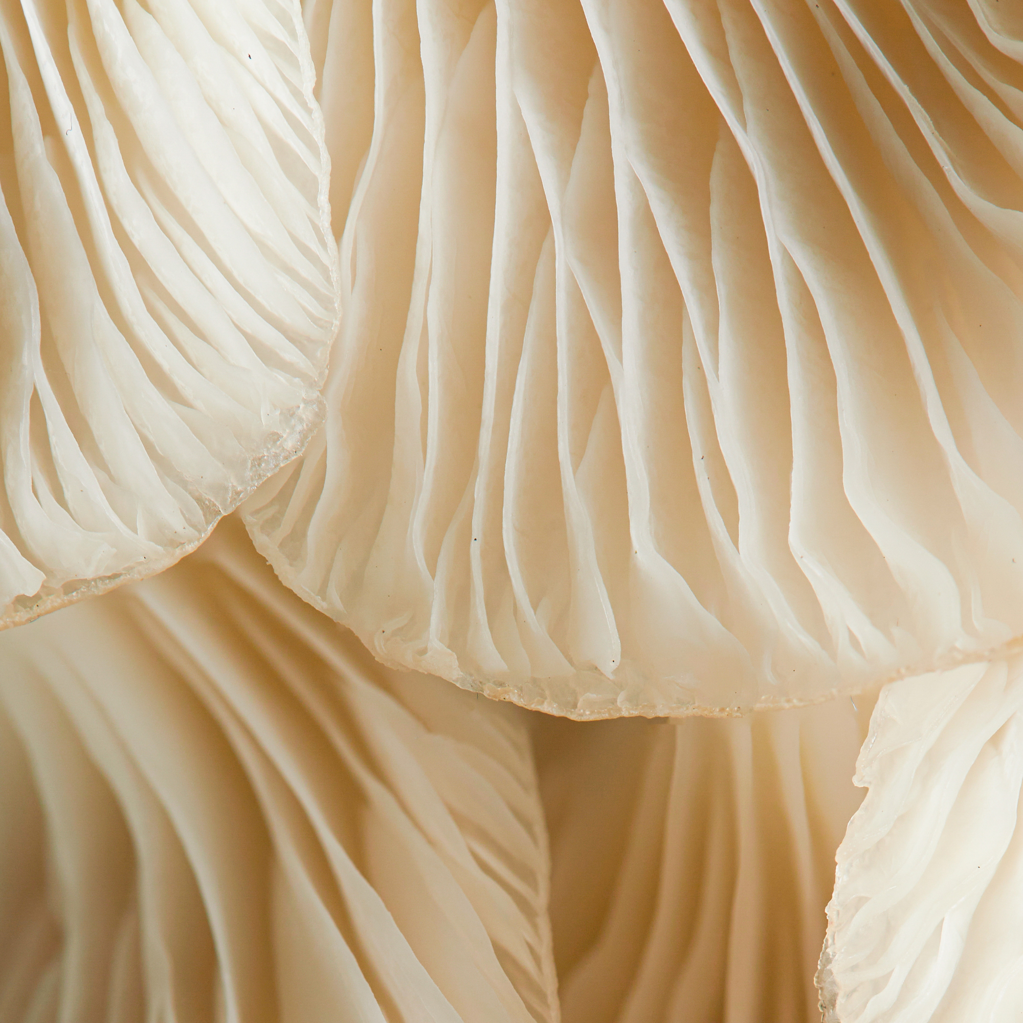 Close-up of TREHALOSE MUSHROOM