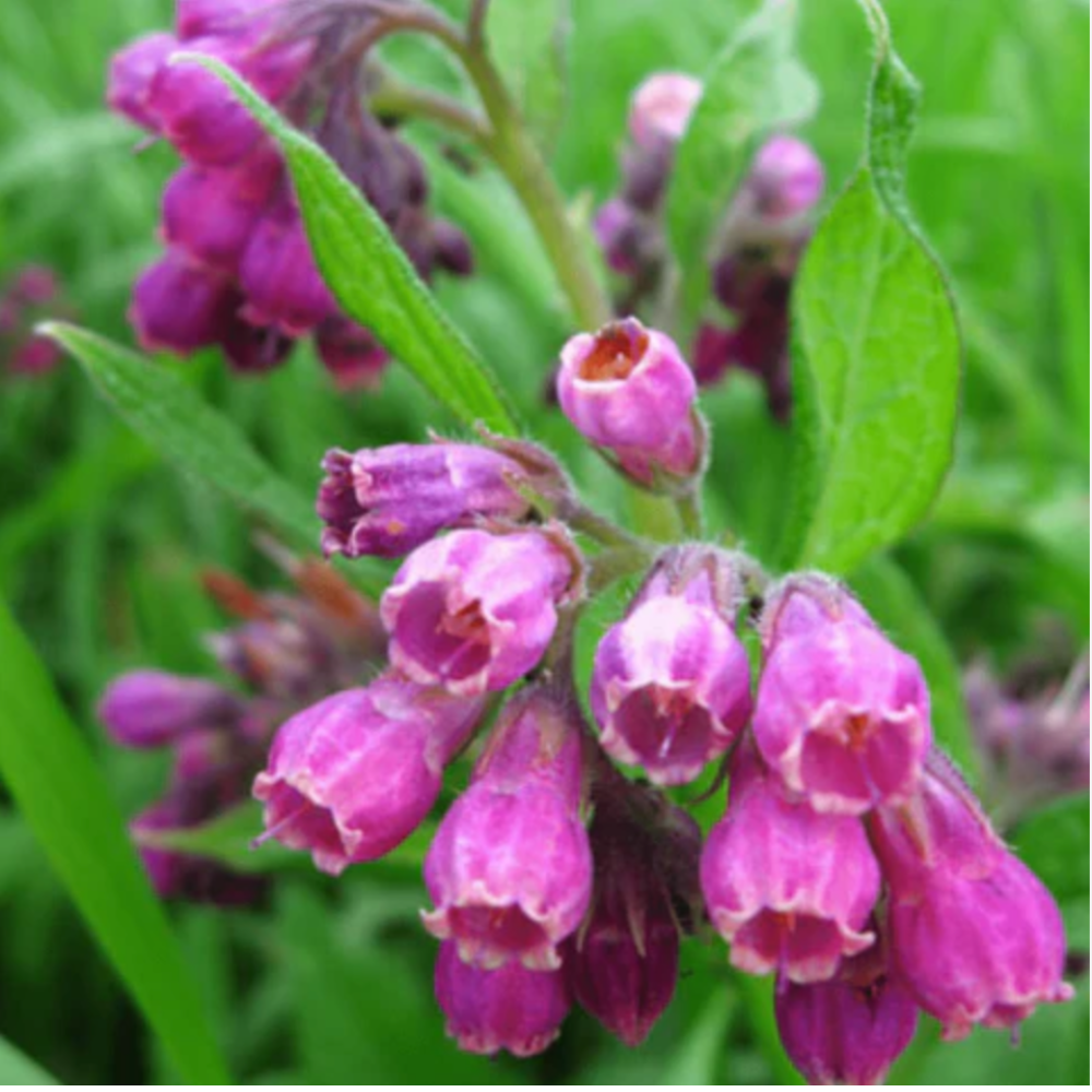 Close-up of allantoin with green leaves on a blurred green background