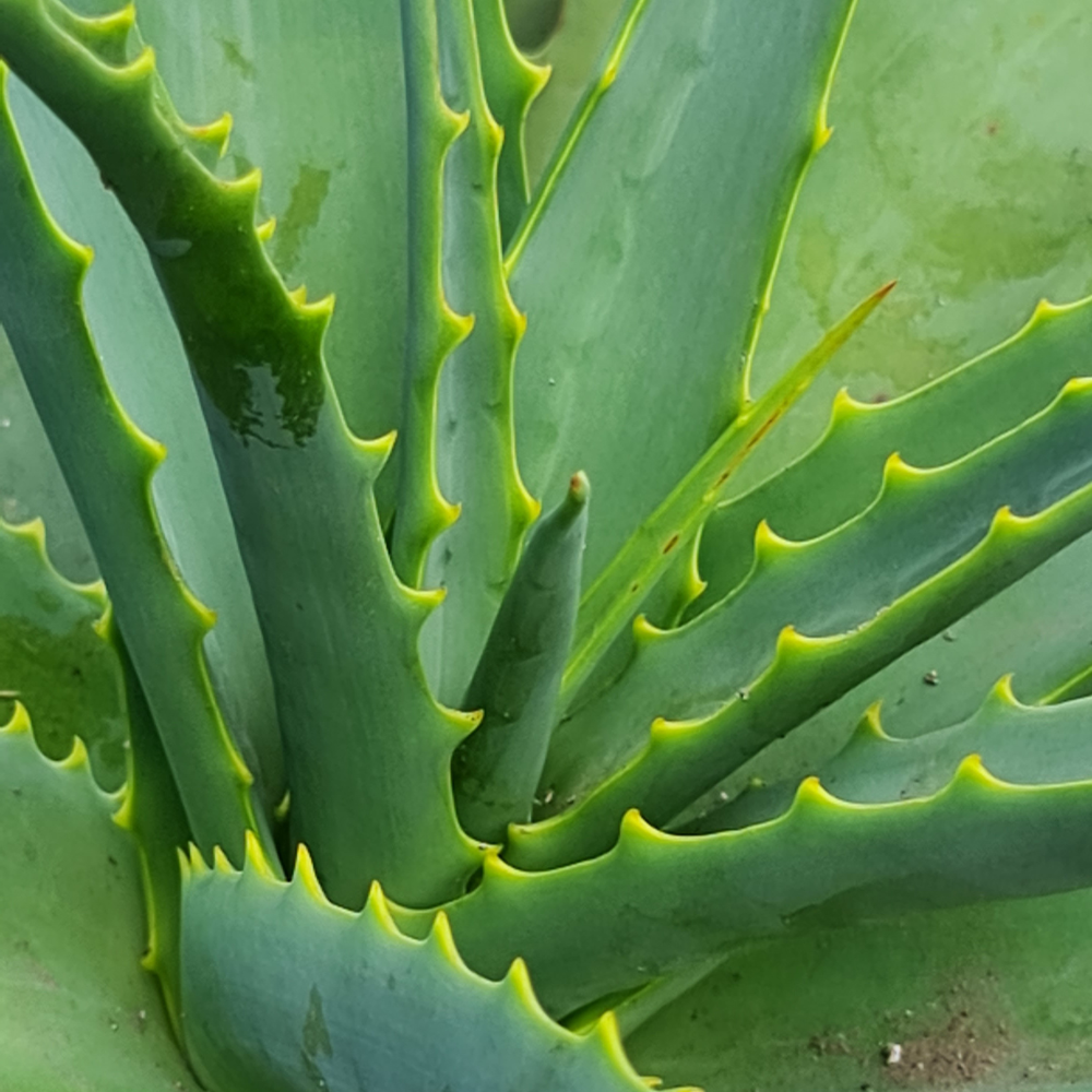 Close-up of a green aloe vera plant with sharp leaves.