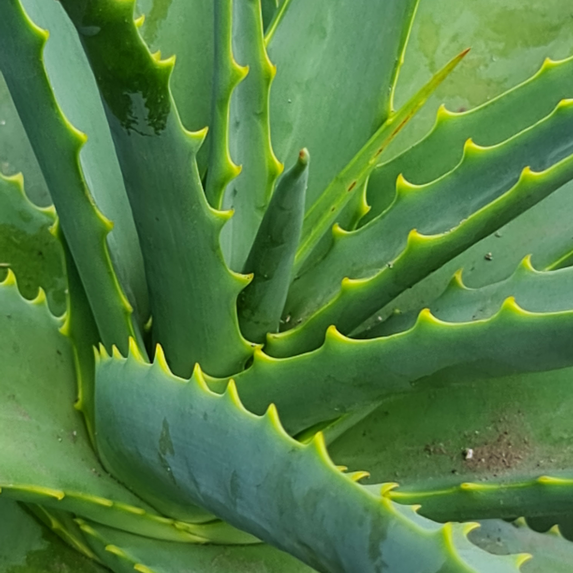 Close-up of a green aloe vera plant with sharp leaves.