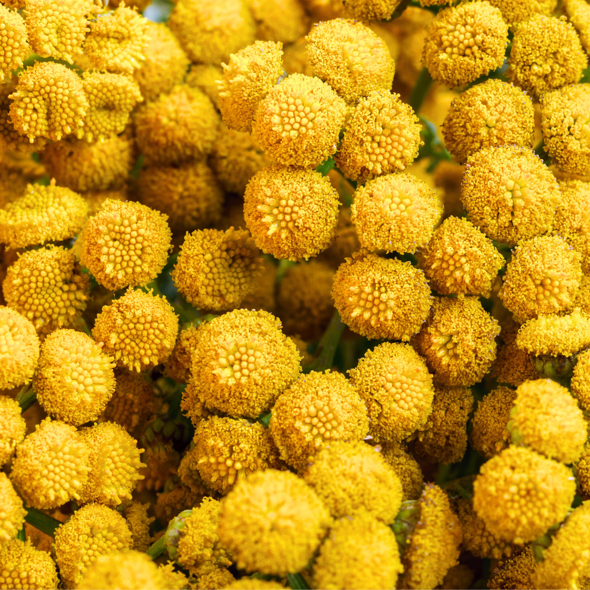 Close-up of blue tansy flowers with a blurred background