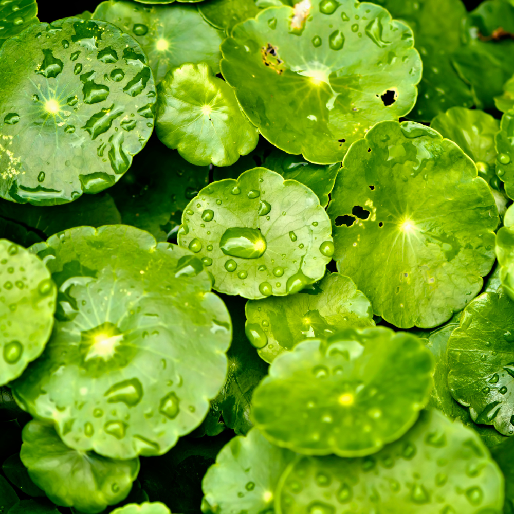 Close-up of green water lily pads with water droplets on a dark green background