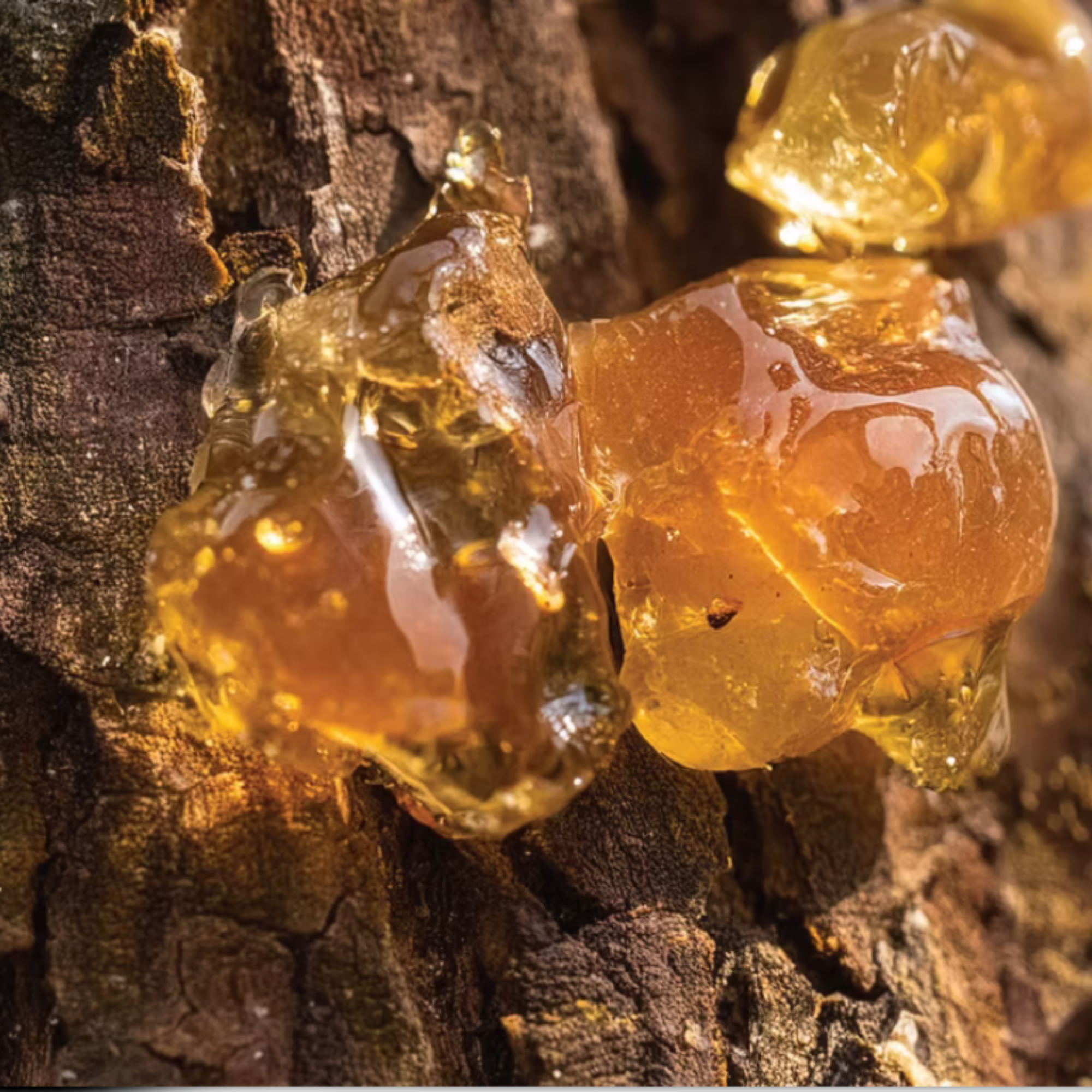 Close-up of amber-colored resin on tree bark