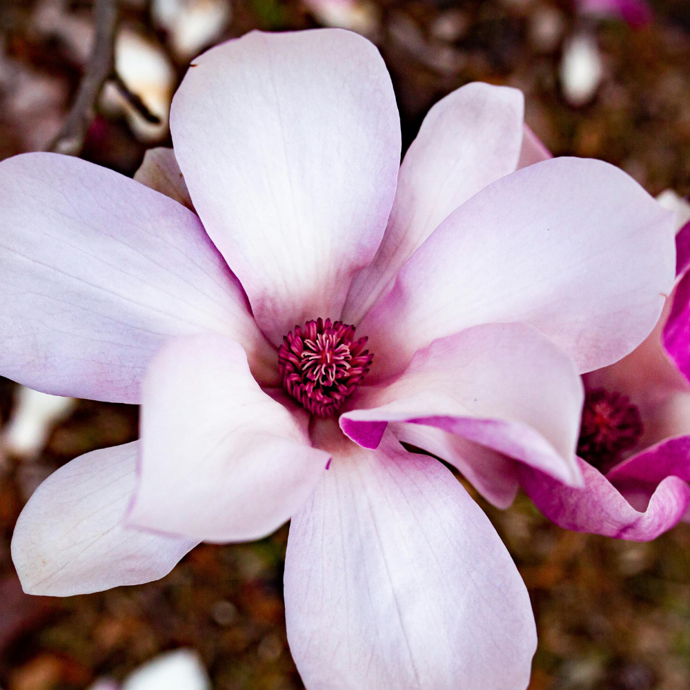Close-up of a pink magnolia flower with a blurred background