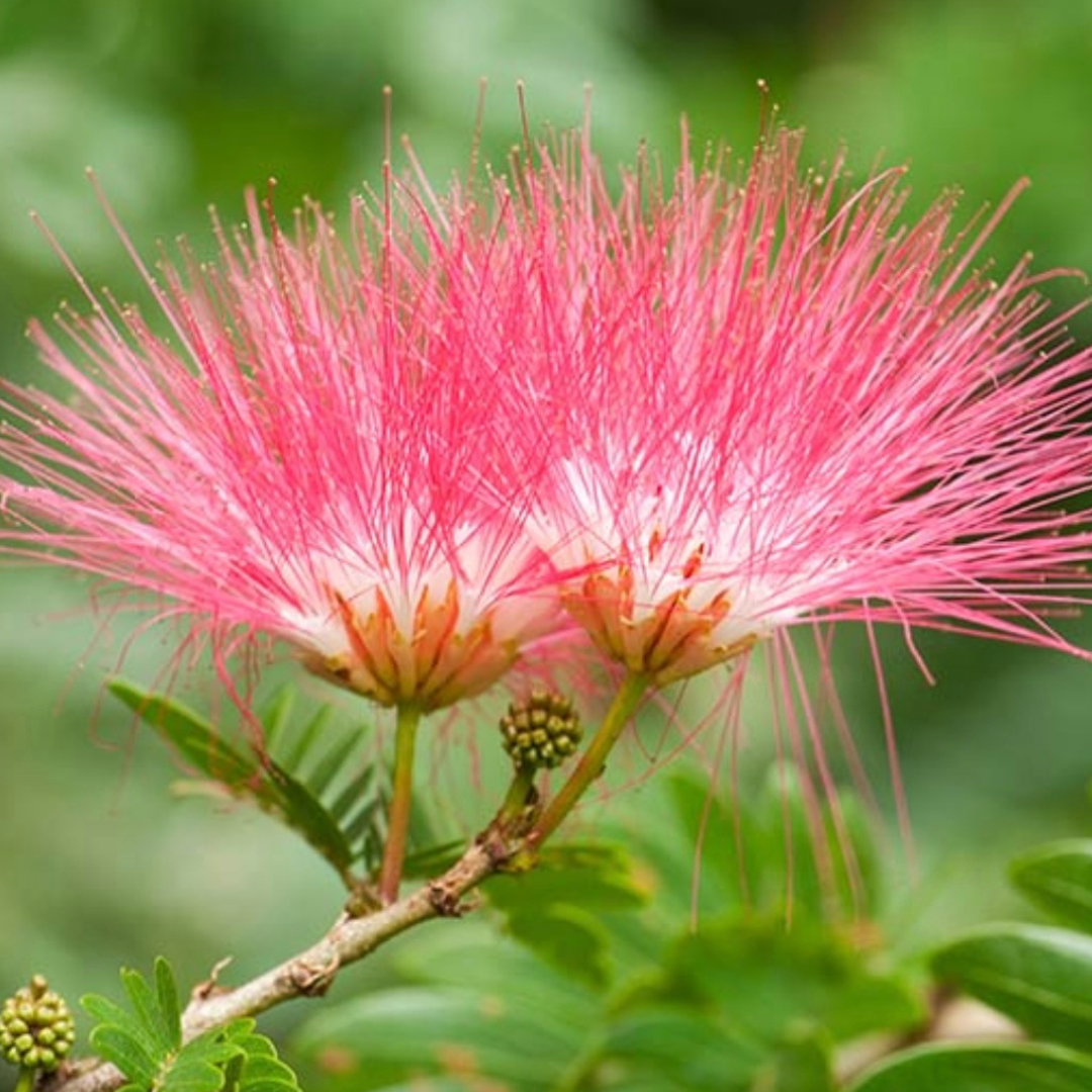 Close-up of a Persian silk tree flower with a blurred green background