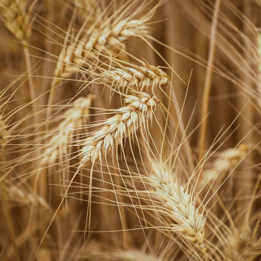 Close-up of golden wheat ears in a field