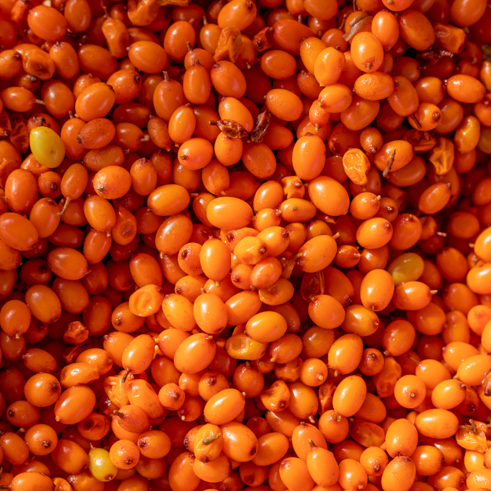 Close-up of orange sea buckthorn berries with a few green berries.