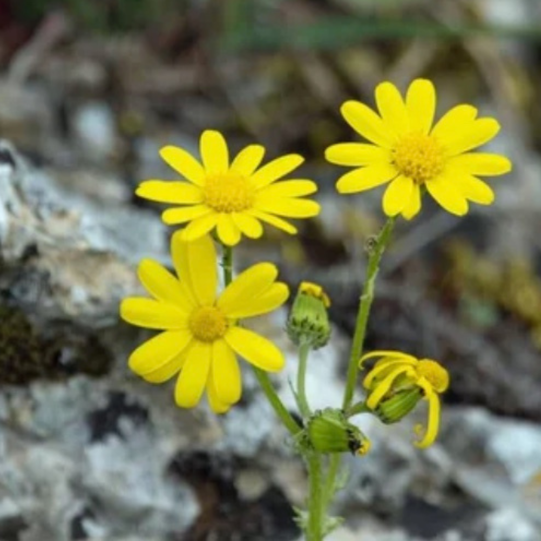 Three yellow flowers with a blurred natural background