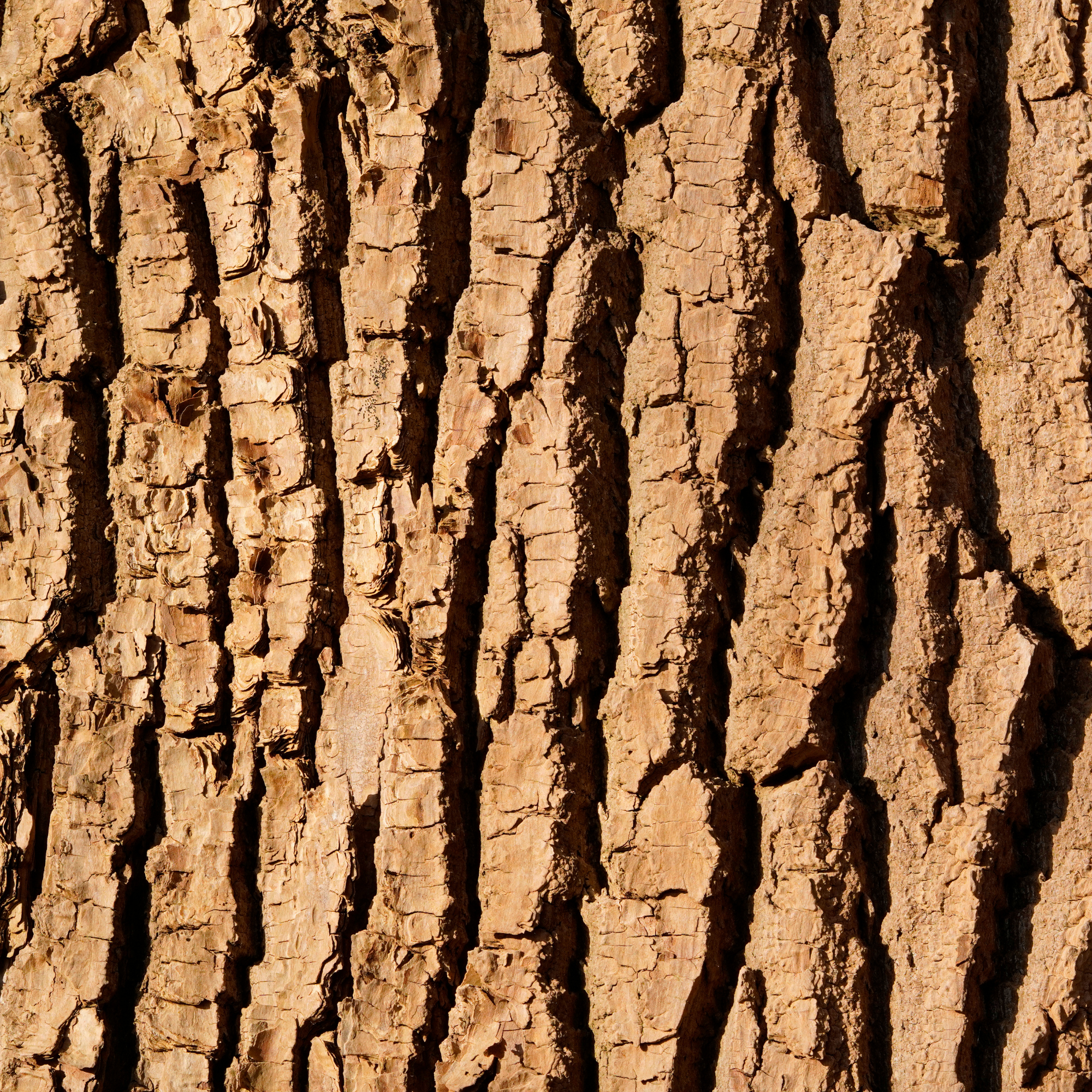 Close-up of white willow tree bark with intricate patterns and textures.
