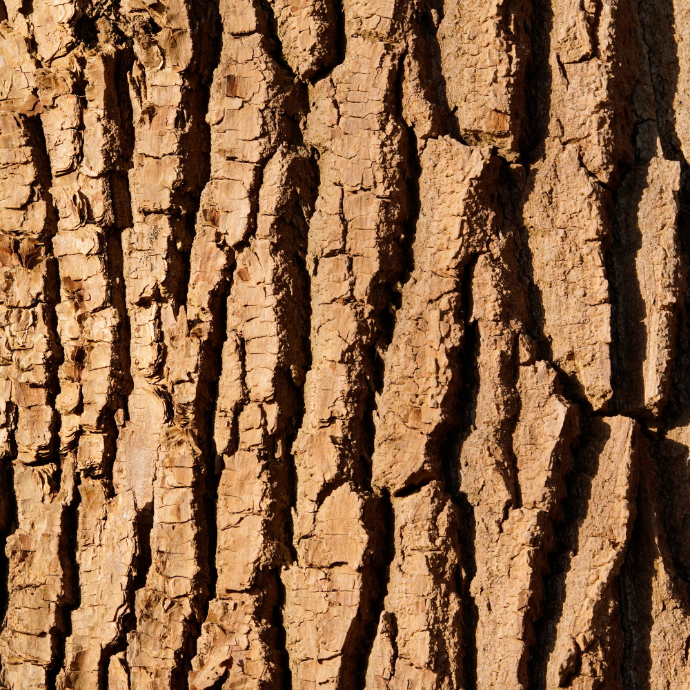 Close-up of tree bark with prominent cracks and textures