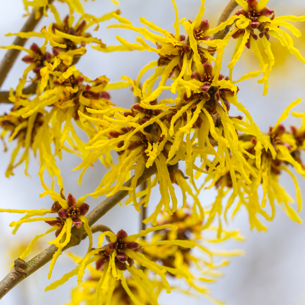 Close-up of yellow witch hazel flowers on a white background
